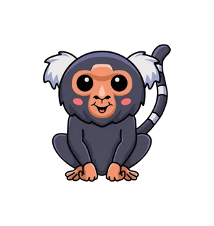 Marmoset