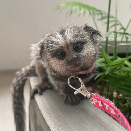 Lily – Sweet Female Pygmy Marmoset (17 Weeks Old)