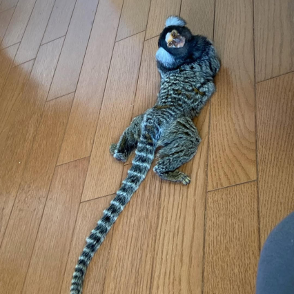 Stacy - Female Common marmoset  (18 weeks)