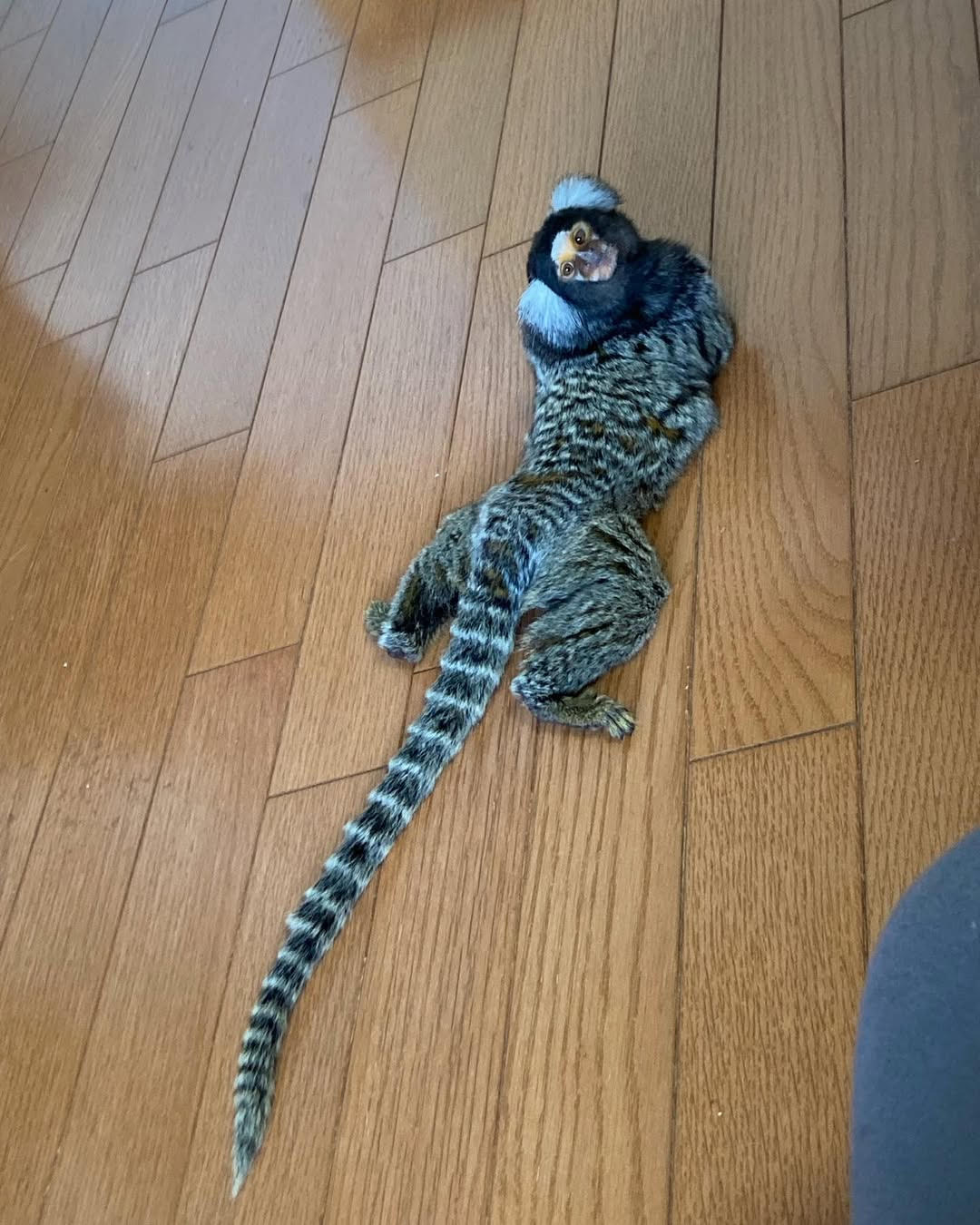 Stacy - Female Common marmoset (18 weeks)