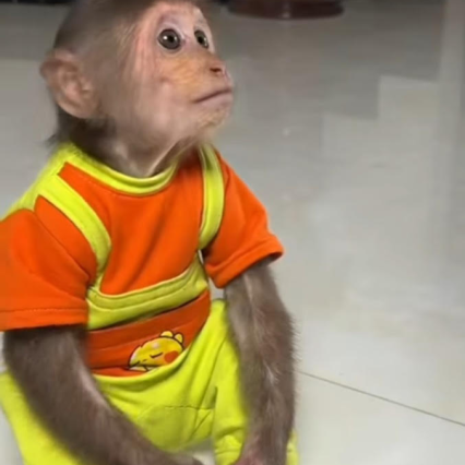 Mickey - Male Amazonial marmoset (7months)