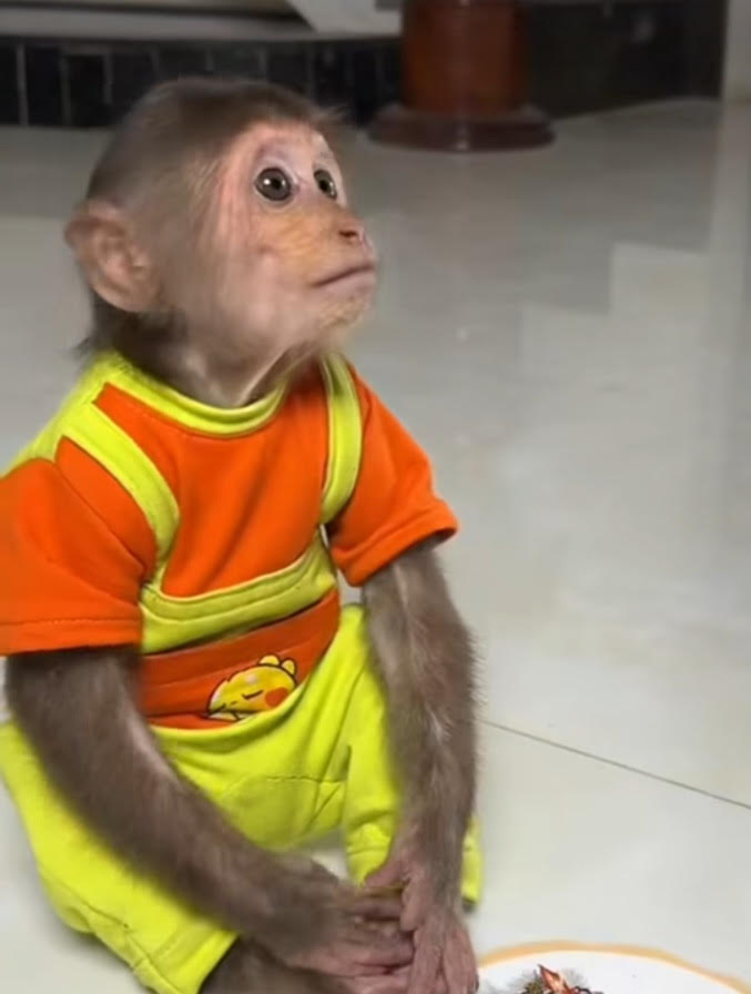 Mickey - Male Amazonial marmoset (7months)