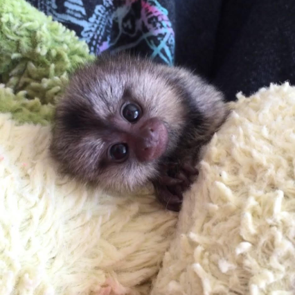 Daisy - Female Common marmoset (12 weeks old)