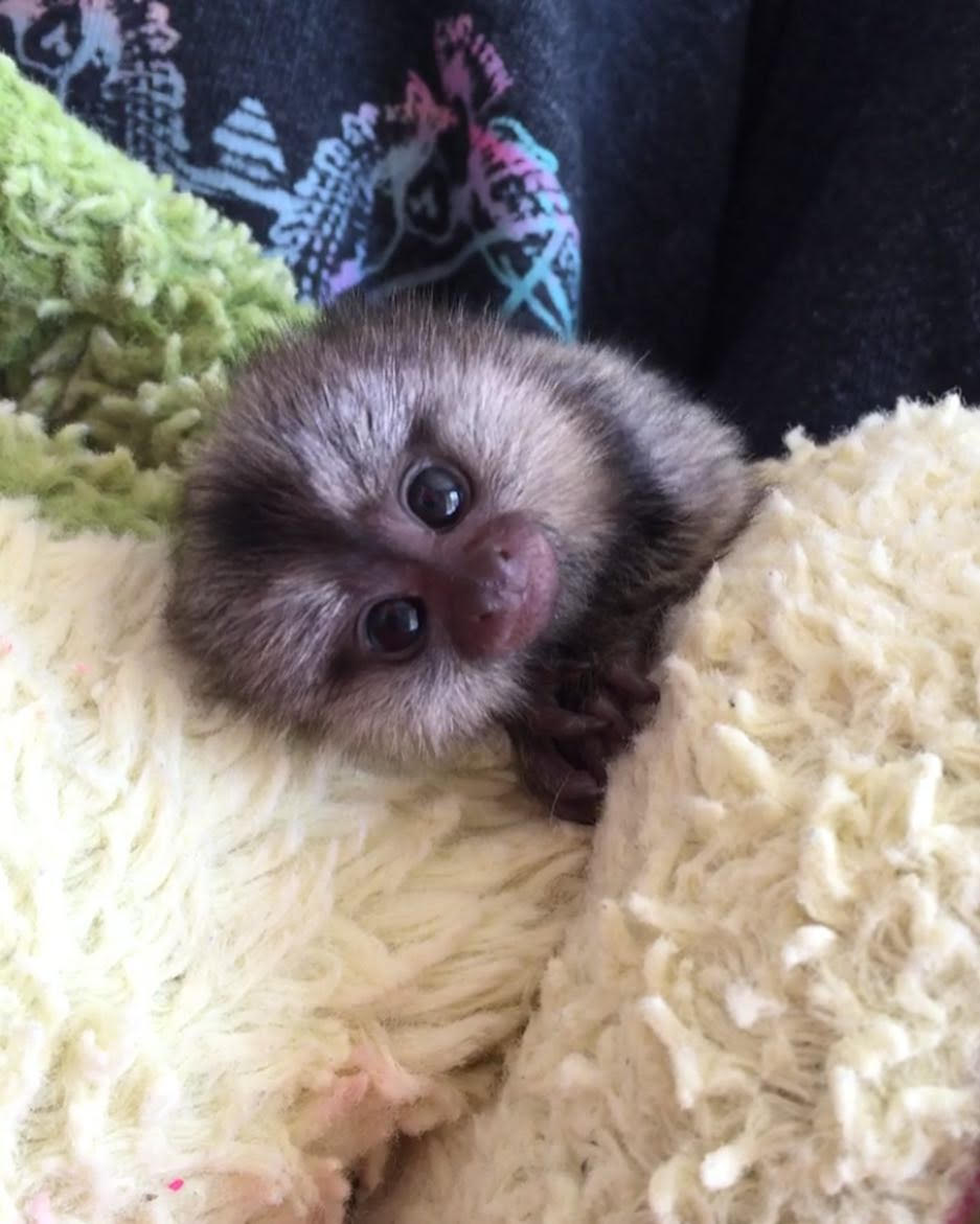 Daisy - Female Common marmoset (12 weeks old)