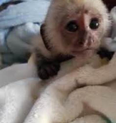 Mercy - Capunchin (11 weeks  )