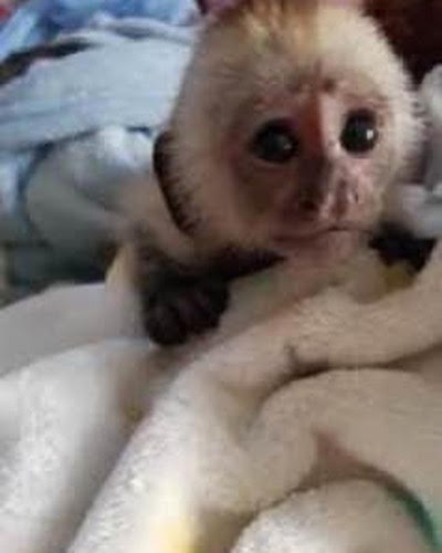 Mercy - Capunchin (11 weeks )