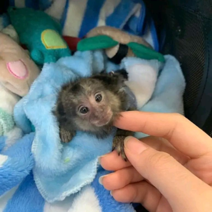 Nella – The Adorable Marmoset