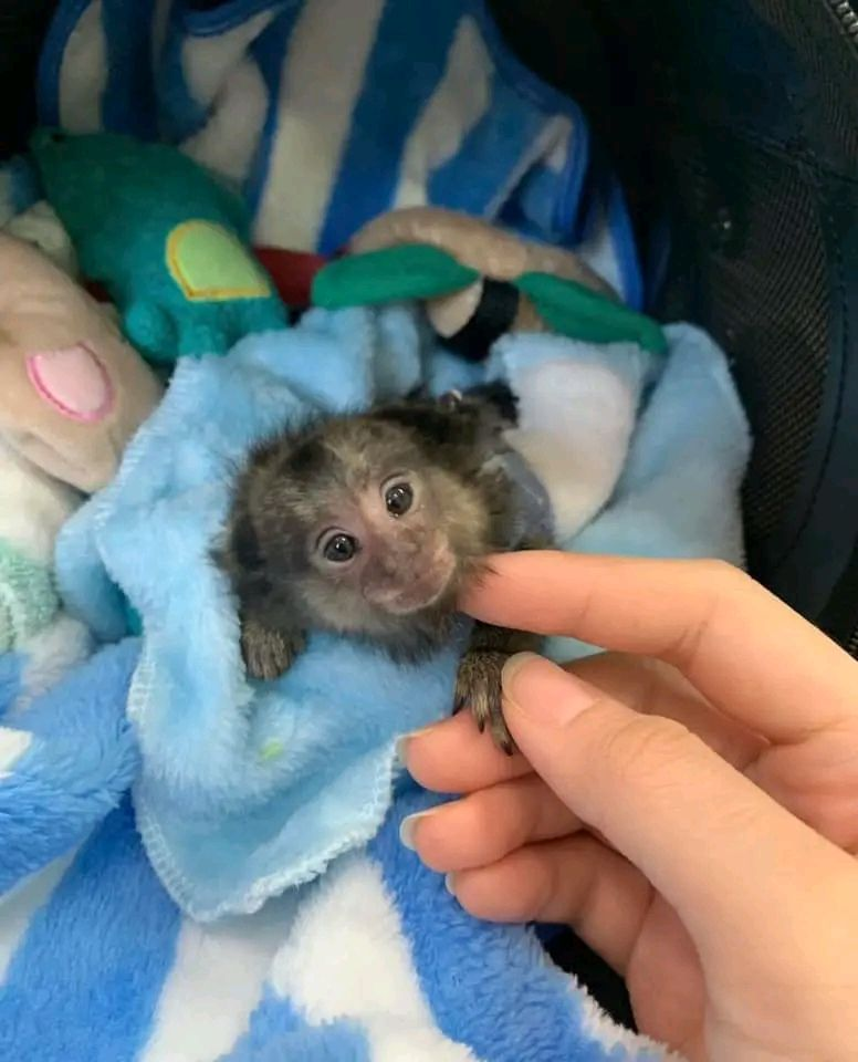 Nella – The Adorable Marmoset