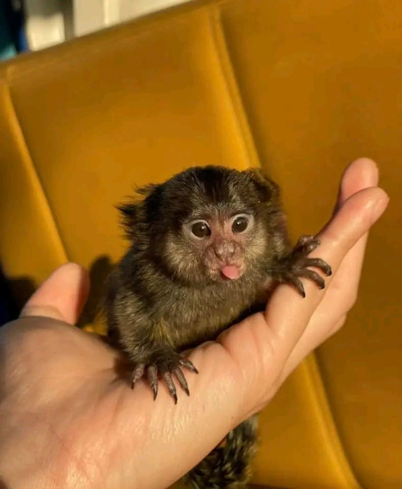 Nella – The Adorable Marmoset - Image 2