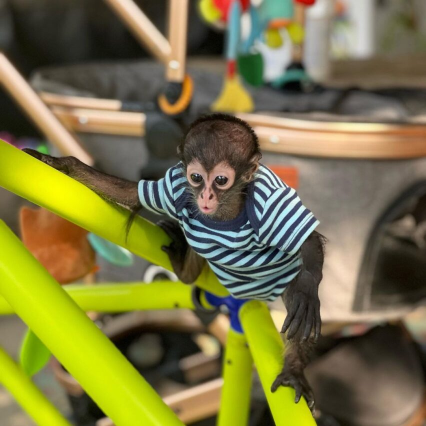 Pinky – The Cool Spider