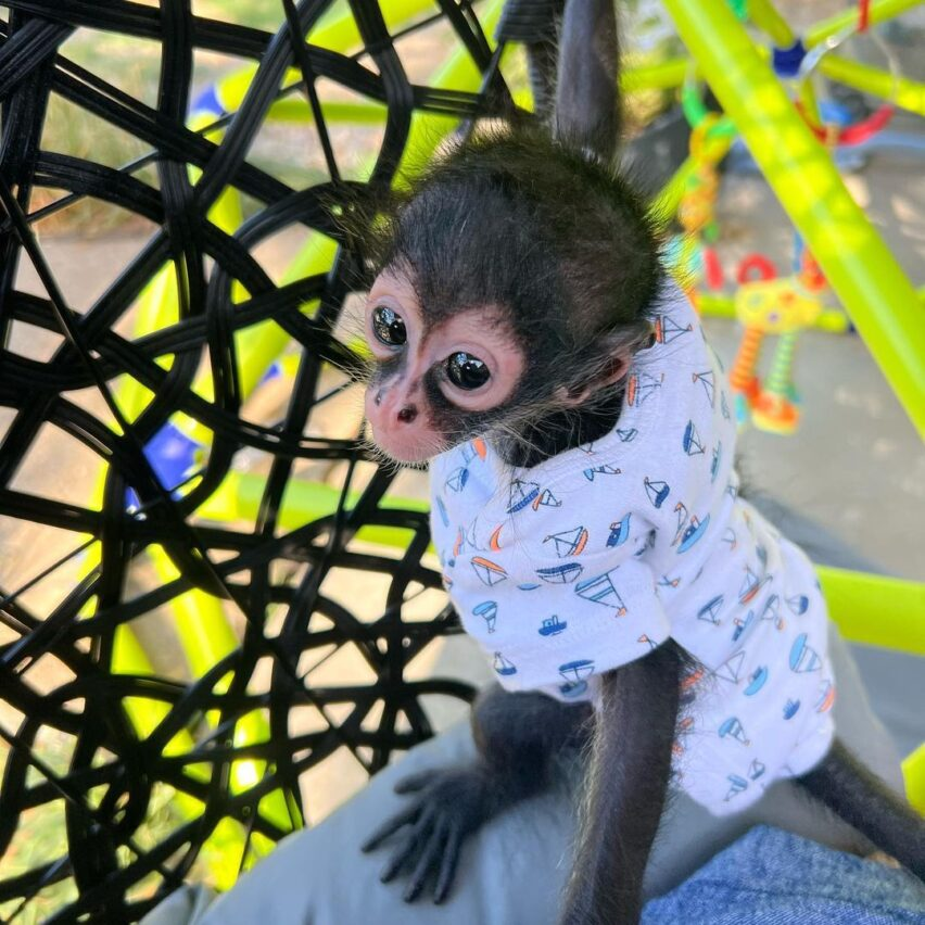 Pinky – The Cool Spider - Image 2