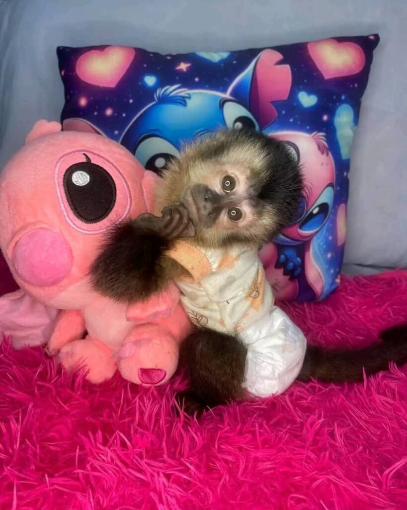 Sally – The Cute Capuchin