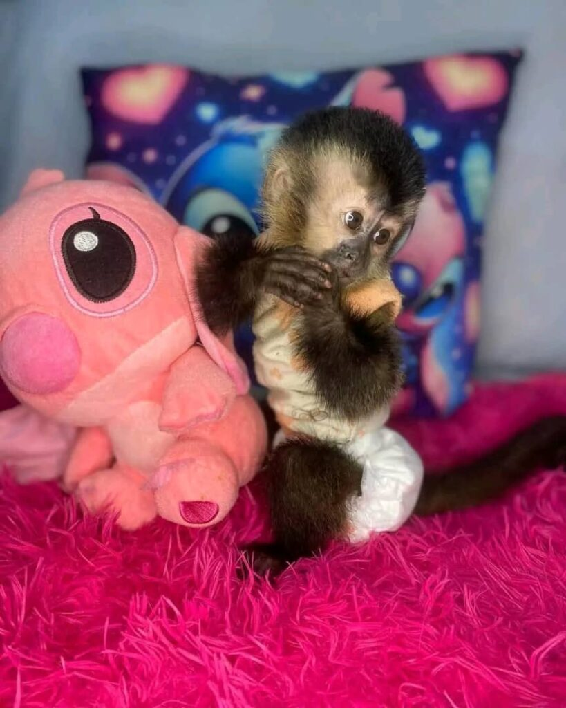 Sally – The Cute Capuchin - Image 2