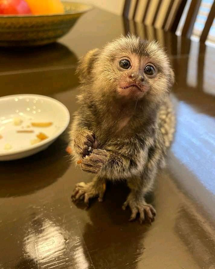 Zack – The Awesome Mermoset