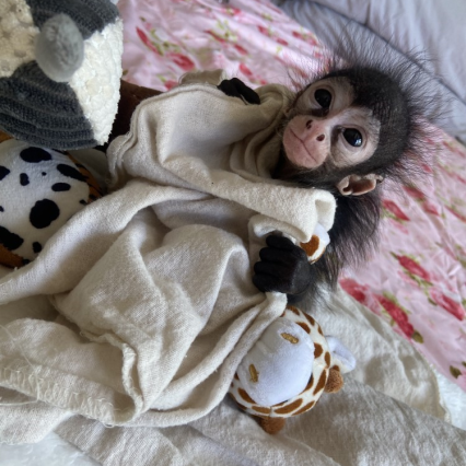 Alain – The Great Spider