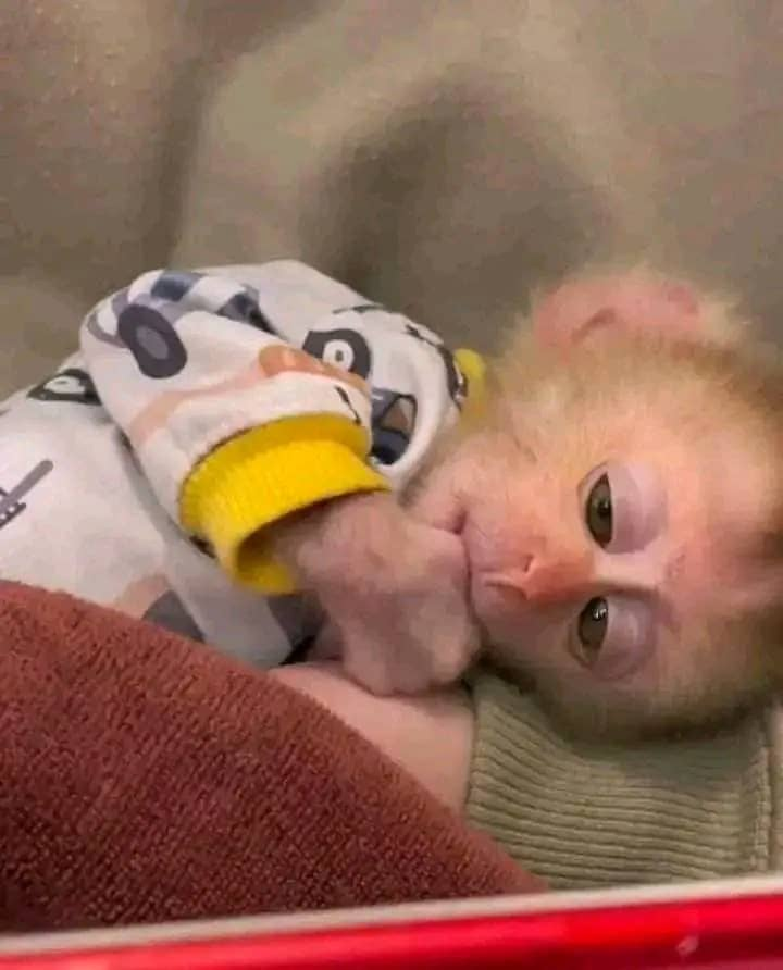 Bala – The Adorable Pigtail - Image 2