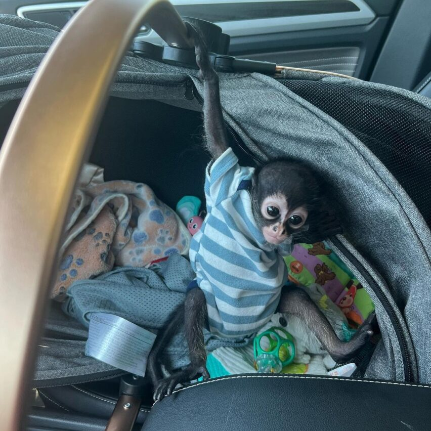 Bubbles – The Adventrous Spider - Image 2