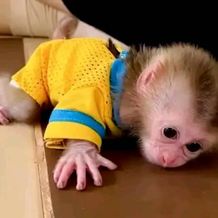 Camila – The Adventurous Pigtail