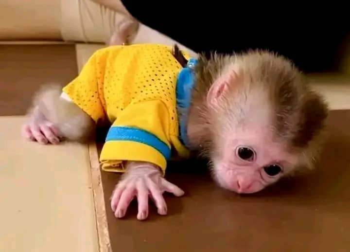 Camila – The Adventurous Pigtail