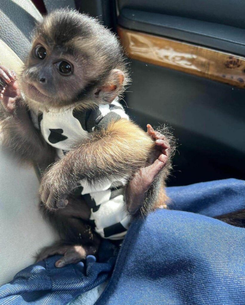 Cuddles – The Sweet Capuchin - Image 2
