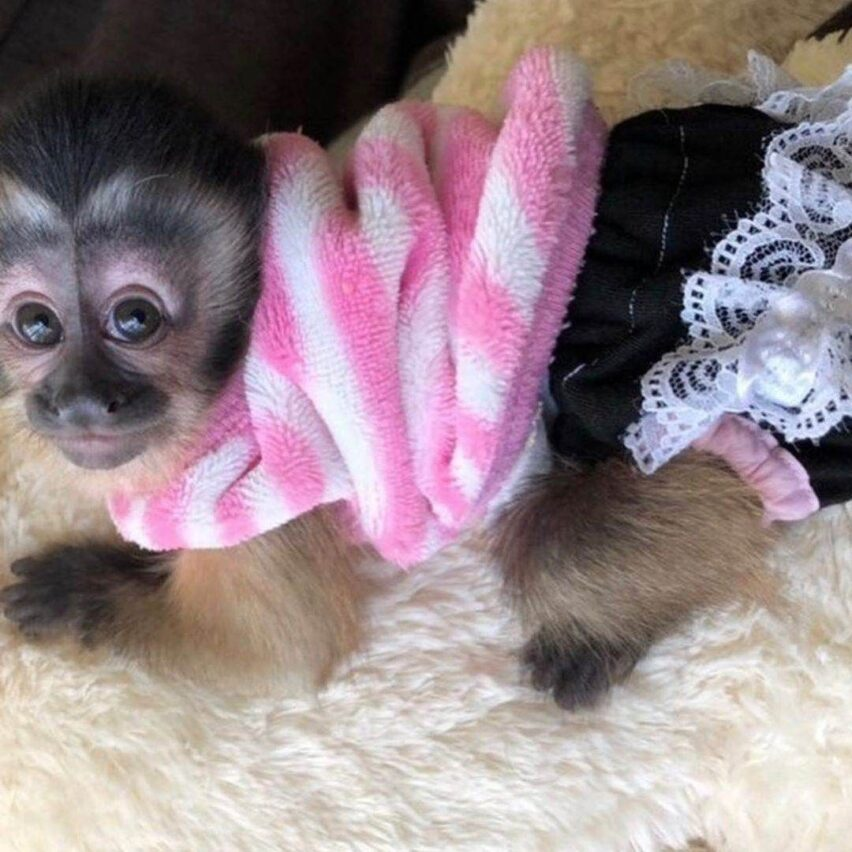 Jess – The Cute Capuchin - Image 2