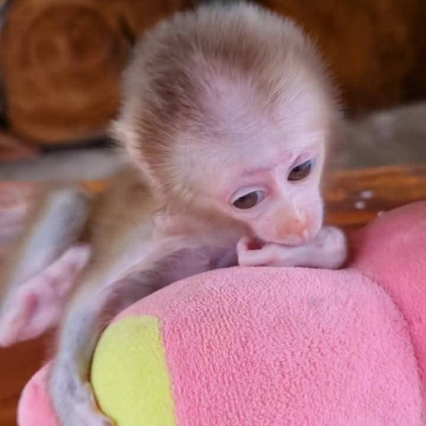 Karen – The Cute Pigtail