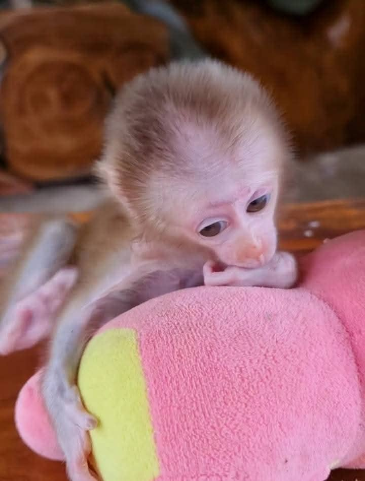 Karen – The Cute Pigtail