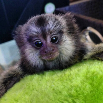 Kelly – The Adorable Marmoset