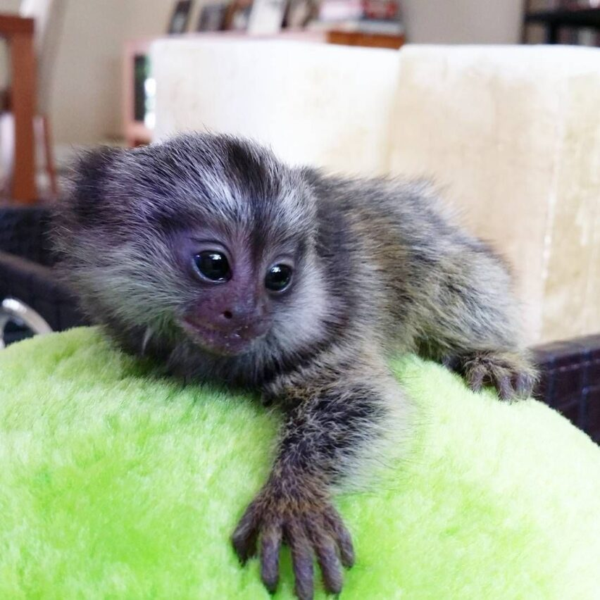 Kelly – The Adorable Marmoset - Image 2