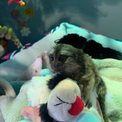 Kiki – The Beautiful Marmoset
