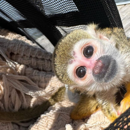 Mary – The Watchful Squirrel