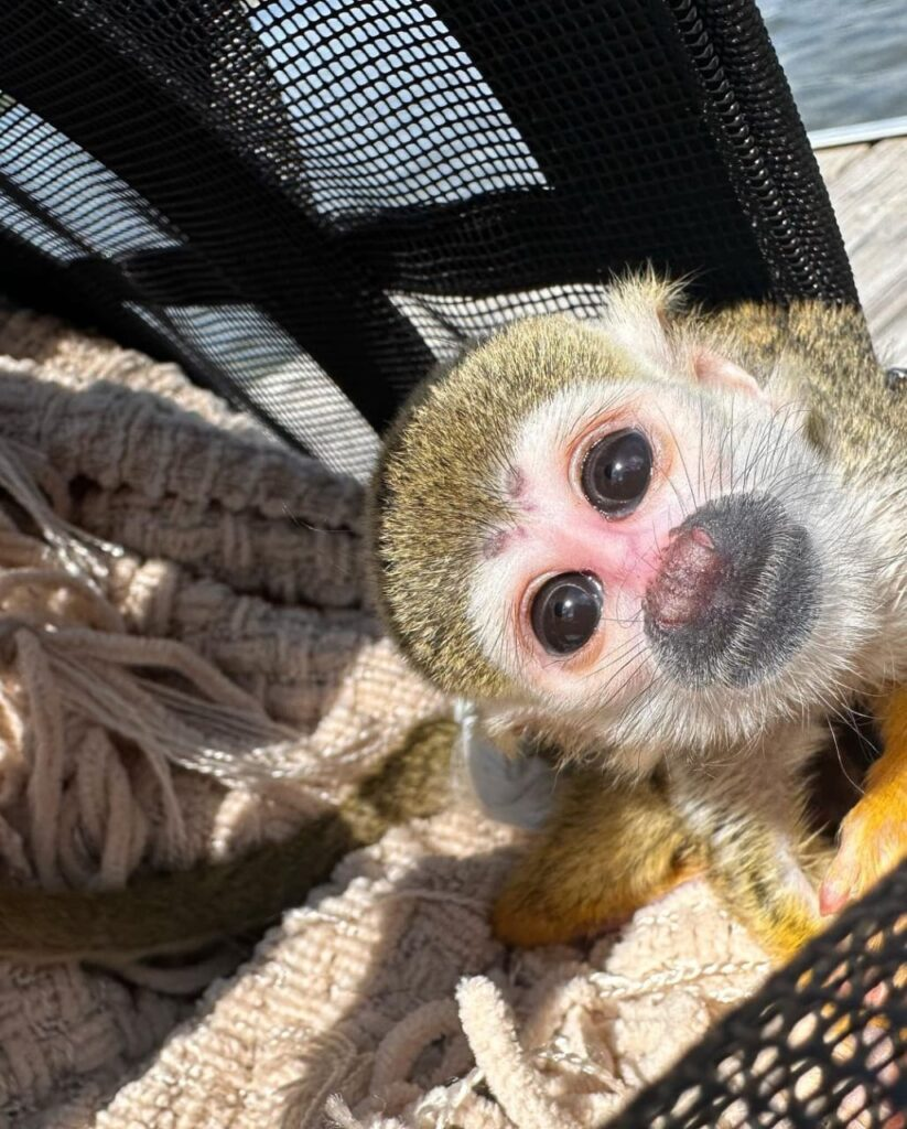 Mary – The Watchful Squirrel