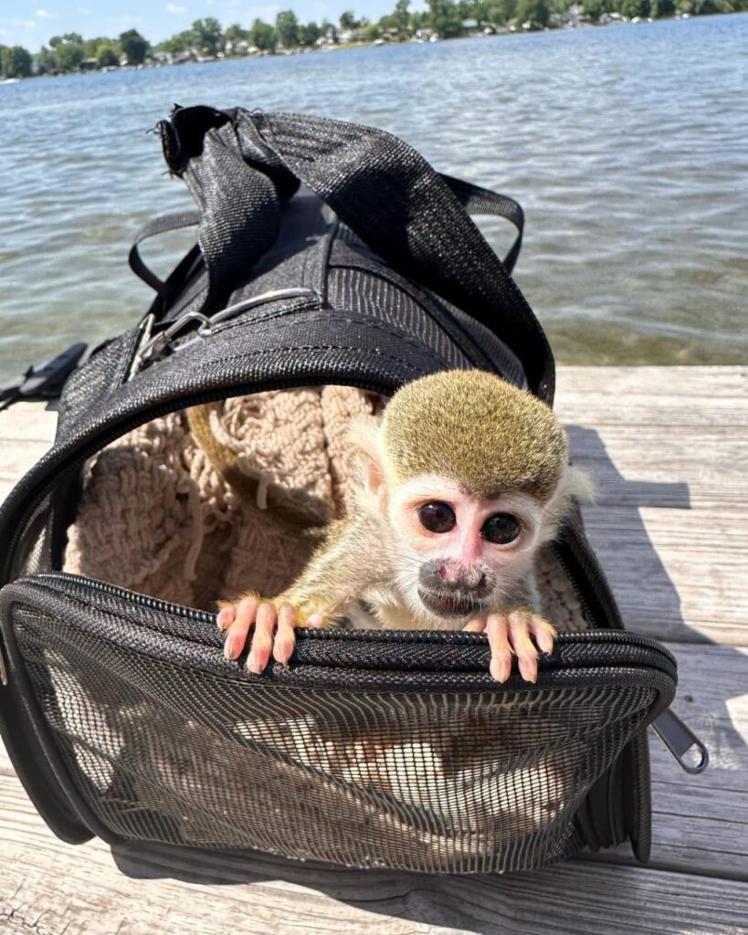 Mary – The Watchful Squirrel - Image 2